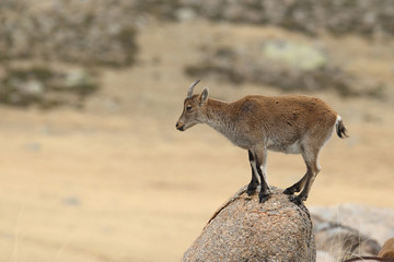Spanish ibex, mating season