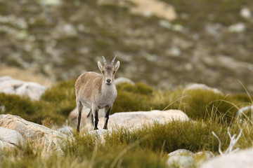 Spanish ibex, mating season