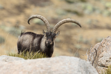 Spanish ibex, mating season - 131966955