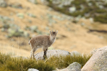 Obraz premium Spanish ibex, mating season