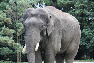 Fototapeta premium Elefanten