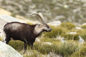 Spanish ibex, mating season