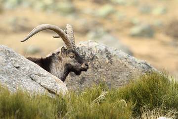 Spanish ibex, mating season