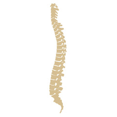 Vector illustration white spine diagnostic symbol
