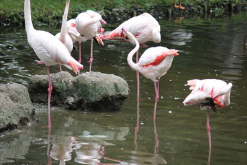 Flamingo
