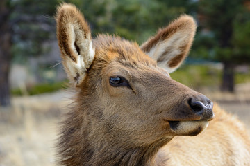 Elk looking sideways, close-up of head