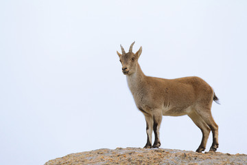 Spanish ibex, mating season