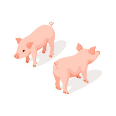 Isometric 3d vector illustration of small pink cute pig
