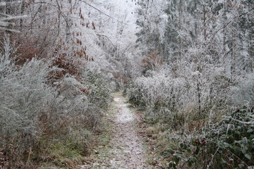 gefrorener Waldweg