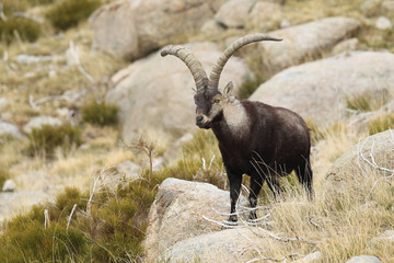 Spanish ibex, mating season