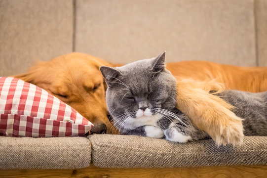 Golden retriever and cat sleep on the couch