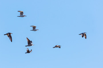 Flock of Herring gulls flying at the sky
