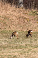Naklejka na ściany i meble Two Roe deer grazing in a field in spring