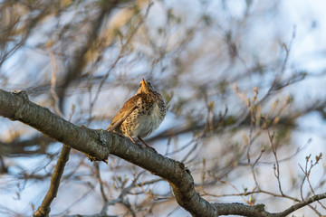 Fieldfare on a branch sitting and looking