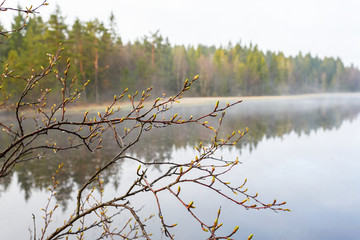 Branch with buds at the lake in spring