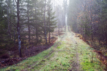 Road in backlit and fog through the woods