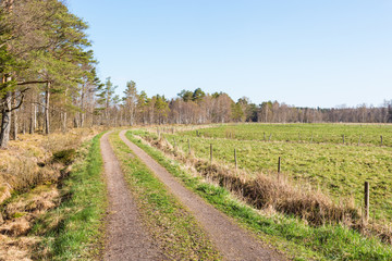 Obraz premium Grass road at the meadows and bog