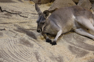 kangaroo