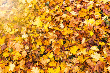 Background of colorful autumn leaves on forest floor