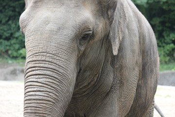 Fototapeta premium Elefanten