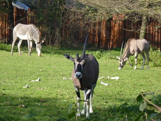 Gemsbok antelopes (Oryx gazella) and zebra (Equus quagga)