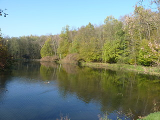 Fototapeta na wymiar Autumn in the park by the pond