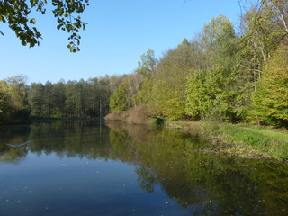 Fototapeta na wymiar Autumn in the park by the pond