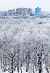 city on horizon and view of woods covered by snow