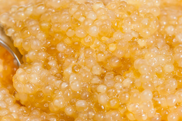 surface of salty yellow caviar of pike fish