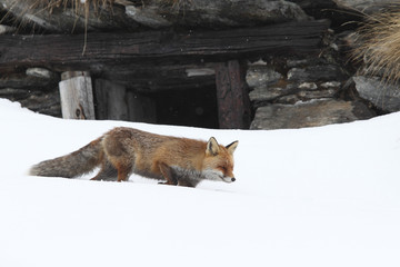 Red fox into the snow