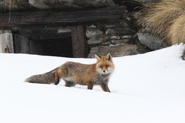 Red fox into the snow