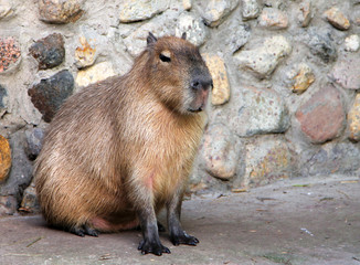 Capybara (Hydrochoerus hydrochaeris)