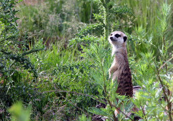 Fototapeta premium meerkat (Suricata suricatta)