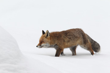 Red fox into the snow
