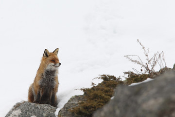 Red fox into the snow