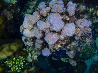Underwater world, underwater coral and fish shoal