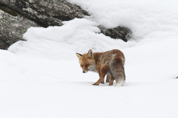red fox into the snow