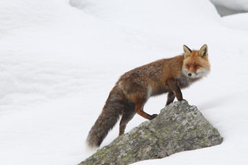 red fox into the snow