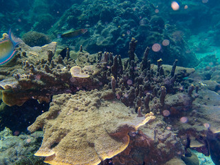 Fototapeta premium Underwater life, fish underwater