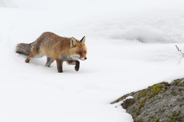 Obraz premium red fox into the snow