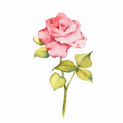 Beautiful rose. Watercolor flower, isolated on white