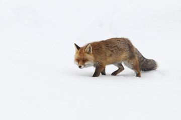 Fototapeta premium red fox into the snow