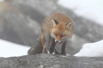 red fox into the snow