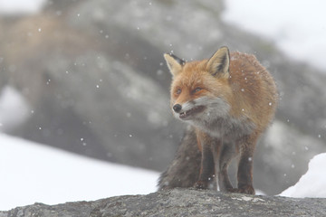 red fox into the snow