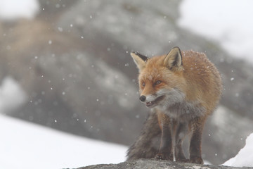 red fox into the snow