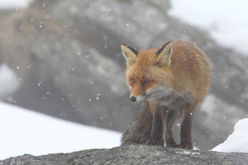 red fox into the snow