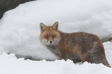red fox into the snow