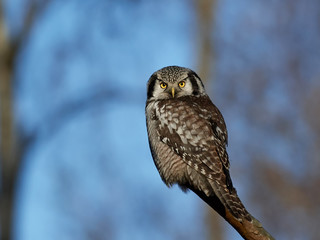 Northern hawk-owl (Surnia ulula)