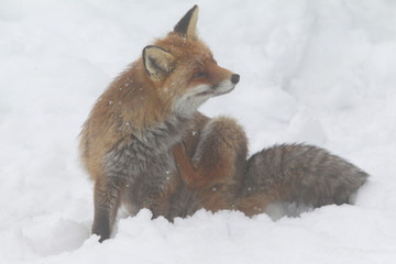 red fox into the snow