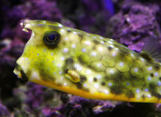 Longhorn cowfish or Horned boxfish (Lactoria cornuta)